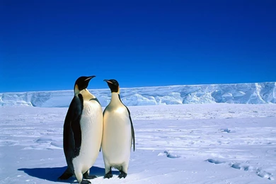 Emperor Penguins Wallpaper 1.jpg