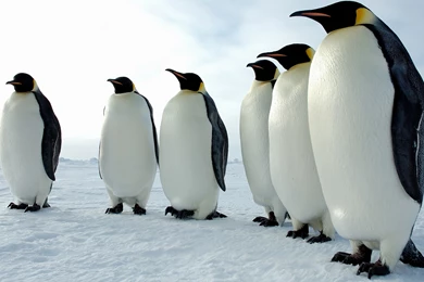 Download Animals Penguins Wallpapers 2560x1920