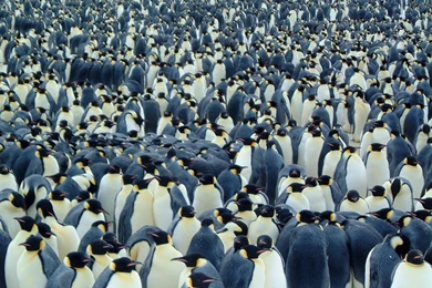 Alot Of Penguins HD Wallpapers