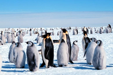 Penguins Wallpapers   HD Wallpapers