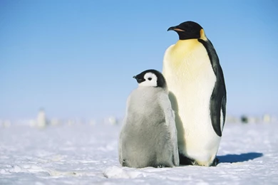 Cute Penguins In Love   Wallpaper.