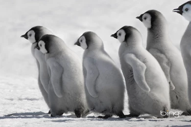 Download 1920x1080 Bing Penguins Wallpapers