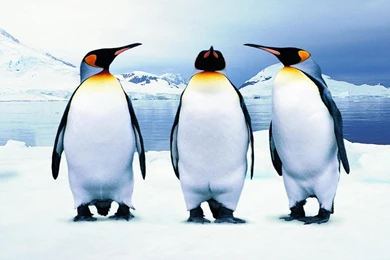 Pictures Of Penguins
