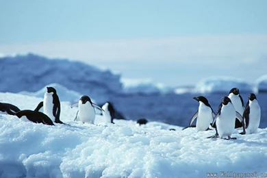 Penguins On The Iceberg － Animal Wallpapers   Free Download ...