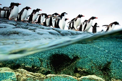 Water Ocean Beach Rocks Penguins Wallpapers