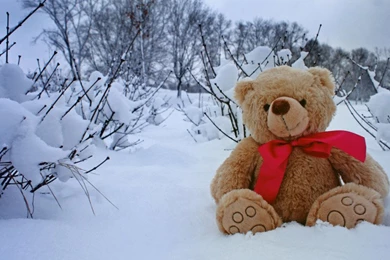 25 Smart Looking Teddy Bear Wallpapers – Life Quotes