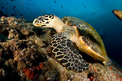 Sea Turtle Maldives Desktop Wallpapers Free Download : Wallpapers13.com