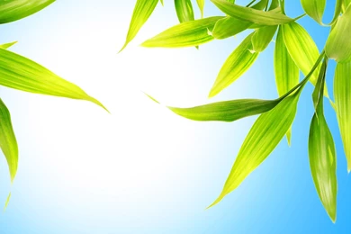 Sun Leaves Wallpapers 27584   Backgrounds Color Theme   Colorful ...