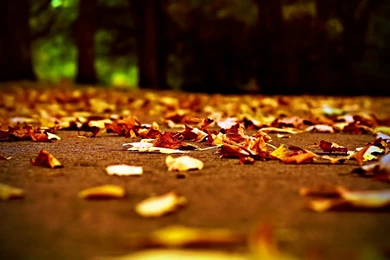 Fall Leaves On Bench Wallpapers