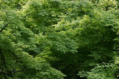 High Res Free Leaves Wallpapers