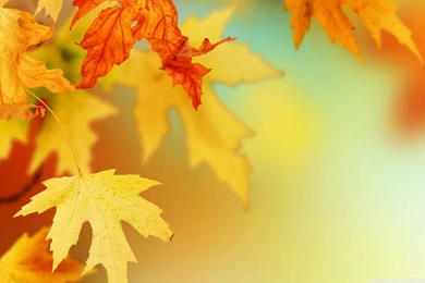 Autumn Leaves Wallpapers, Free Desktop Backgrounds   Wallpapers Path