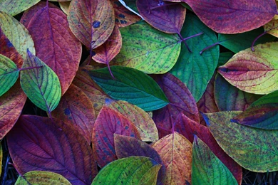 Colorful Leaves Wallpapers