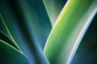 Wallpaper, Green, Leaves, Windows, Desktop (