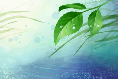 Droplets On Leaves Wallpapers   ImgMob