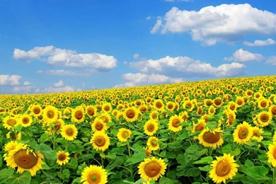 Spring Flowers Desktop Wallpapers   Splendid Wallpapers HD