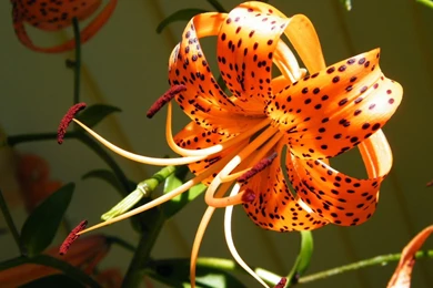 Tiger Lily Flower HD Wallpapers