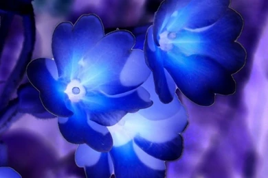 Glowing Flowers Inspired By Avatar HD Desktop Wallpapers ...