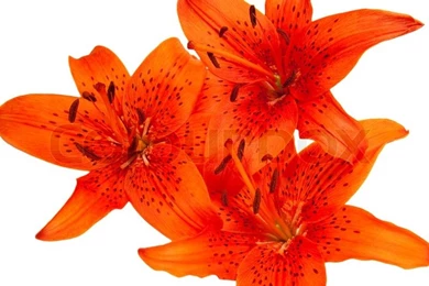 Tiger Lily