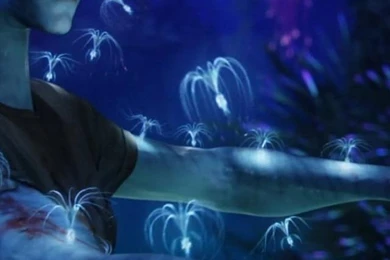 SuperHD.pics: Avatar Hollywood Forests Movies Nature Desktop ...