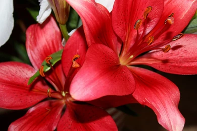 Tiger Lily Flower HD Wallpapers