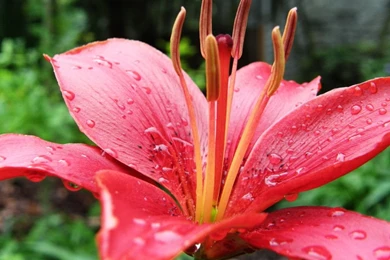 Tiger Lily Wallpapers   Wallpapers Cave