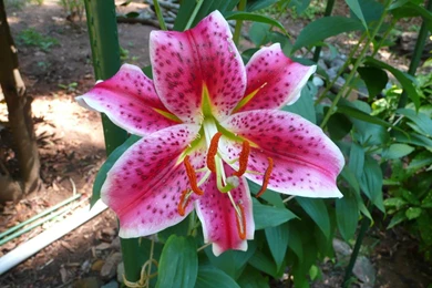 Tiger Lily Flower HD Wallpapers