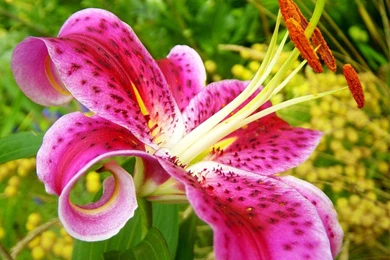 Tiger Lily Desktop Wallpapers   HD Wallpaper Backgrounds Of Your ...
