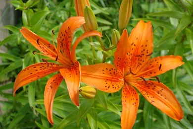 Tiger Lily Flower HD Wallpapers