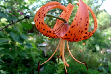 Tiger Lily Flower HD Wallpapers