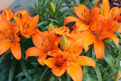Download Wallpapers 3840x2400 Lily, Orange, Bright, Flowers Ultra ...