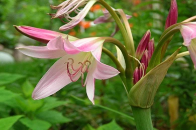 Desktop Wallpapers » Flowers Backgrounds » Tiger Lily » Www ...