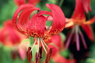 Tiger Lily Desktop Wallpapers   HD Wallpaper Backgrounds Of Your ...