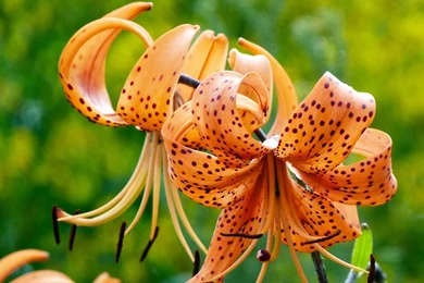 Tiger Lily Wallpapers   Wallpapers Cave
