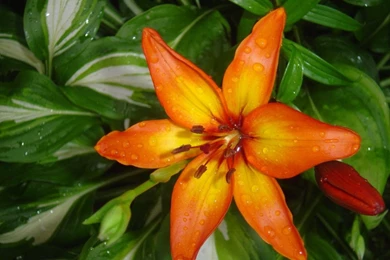 Tiger Lily Wallpapers   Wallpapers Cave
