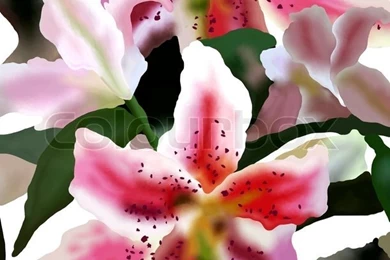 Tiger Lily Flowers Isolated On White Backgrounds Stock Photo