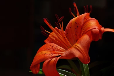 Tiger Lily HD Wallpapers. 4K Wallpapers