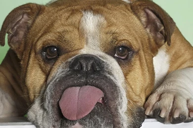 Bulldog Wallpapers HD