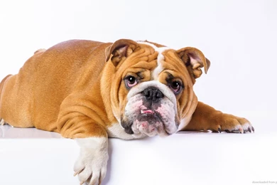 Download 1366x768 Lazy English Bulldog Wallpapers