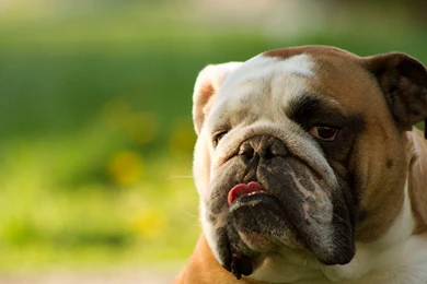 Old English Bulldog Wallpapers High Resolution And Quality Download