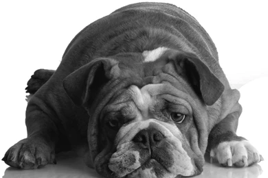 Dogs Grayscale English Bulldog