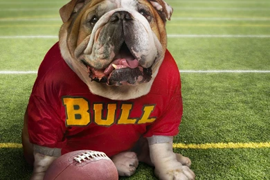 Download Wallpapers English Bulldog (1920 X 1080 HDTV 1080p ...