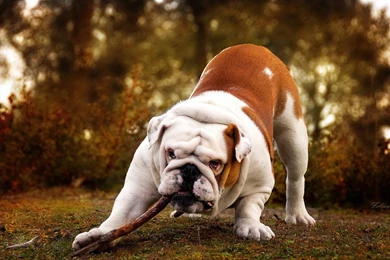 Bulldogs Computer Wallpapers, Desktop Backgrounds
