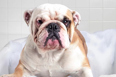 English Bulldog In Bath