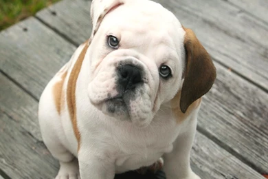 Cute English Bulldog Wallpapers Free Choice Wallpapers : Free Choice ...