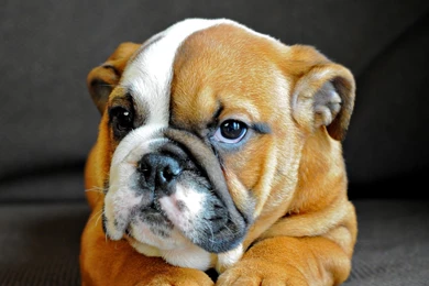 New iPad Air, 4, 3, iPad Mini Retina English Bulldog Wallpapers HD ...