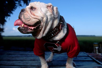 English Bulldog Wallpapers, Desktop Wallpapers » GoodWP.com