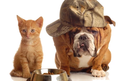 Cats Animals Dogs Bulldog English Bulldog Wallpapers