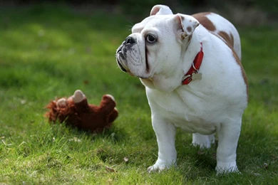 English Bulldog Wallpapers Desktop Backgrounds For Free Hd ...