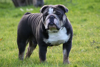 Blue English Bulldog Wallpapers   My Doggy Rocks