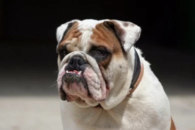 English Bulldog (id: 57725) – BUZZERG